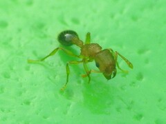 Tetramorium bicarinatum