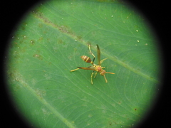 Mischocyttarus mexicanus