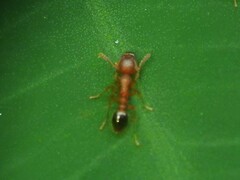 Tetramorium bicarinatum