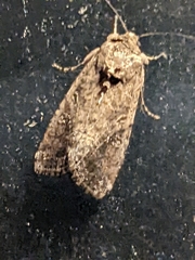 Spodoptera frugiperda