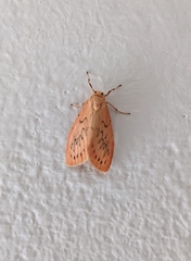 Miltochrista miniata