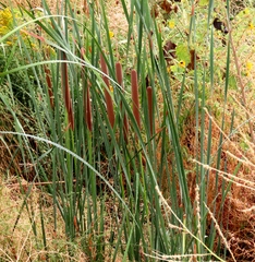 Typha domingensis