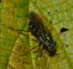 Plagioneurus univittatus