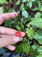 Sarcoscypha occidentalis