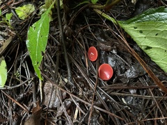 Sarcoscypha occidentalis