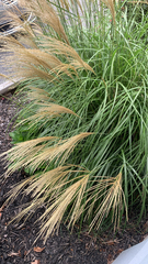 Miscanthus sinensis