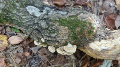 Biscogniauxia atropunctata