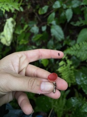 Sarcoscypha occidentalis