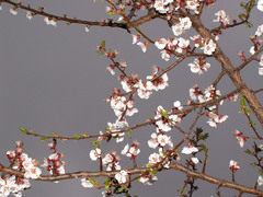 Prunus armeniaca