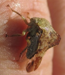 Telamonini