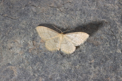 Idaea dilutaria