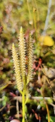 Lycopodiales