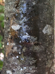 Trichoderma