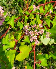 Fagopyrum esculentum