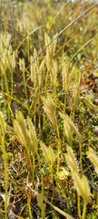 Lycopodiales