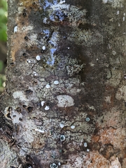 Trichoderma
