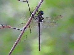 Macromia