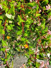 Fagopyrum esculentum