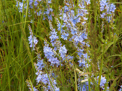Veronica prostrata