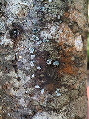 Trichoderma