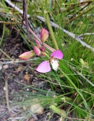 Polygala bracteolata