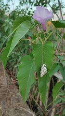 Amphidromus contrarius