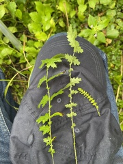 Filipendula vulgaris