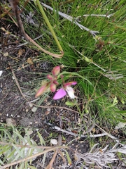 Polygala bracteolata