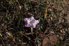 Ipomoea lindheimeri