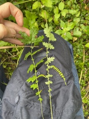 Filipendula vulgaris
