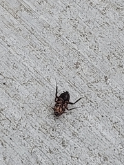 Periplaneta americana