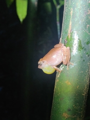 Pseudophilautus amboli