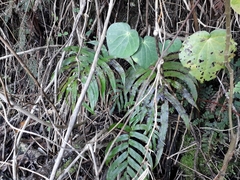 Blechnum triangularifolium