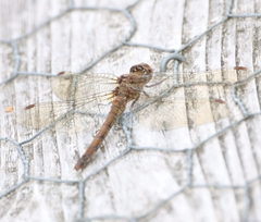 Sympetrum striolatum