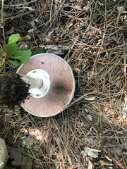 Agaricus hondensis