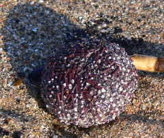 Sphaerechinus granularis