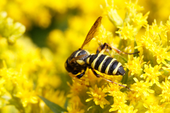 Cerceris arenaria