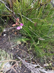 Polygala bracteolata