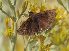 Erynnis tristis