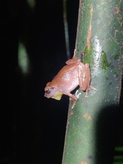 Pseudophilautus amboli