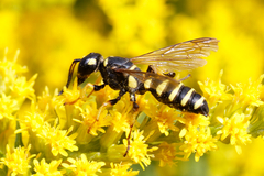 Cerceris arenaria