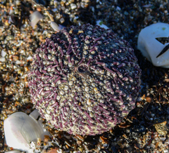 Sphaerechinus granularis