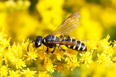 Cerceris arenaria