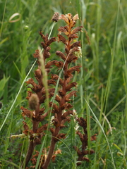 Orobanche lutea