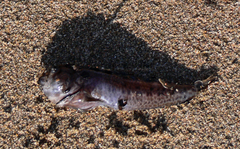 Parablennius pilicornis