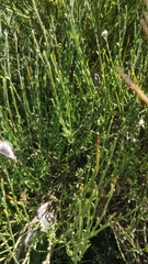 Cytisus striatus image