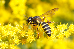 Cerceris arenaria