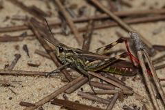 Chorthippus binotatus