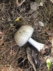 Agaricus hondensis