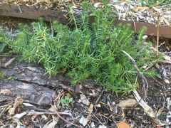 Petrosedum